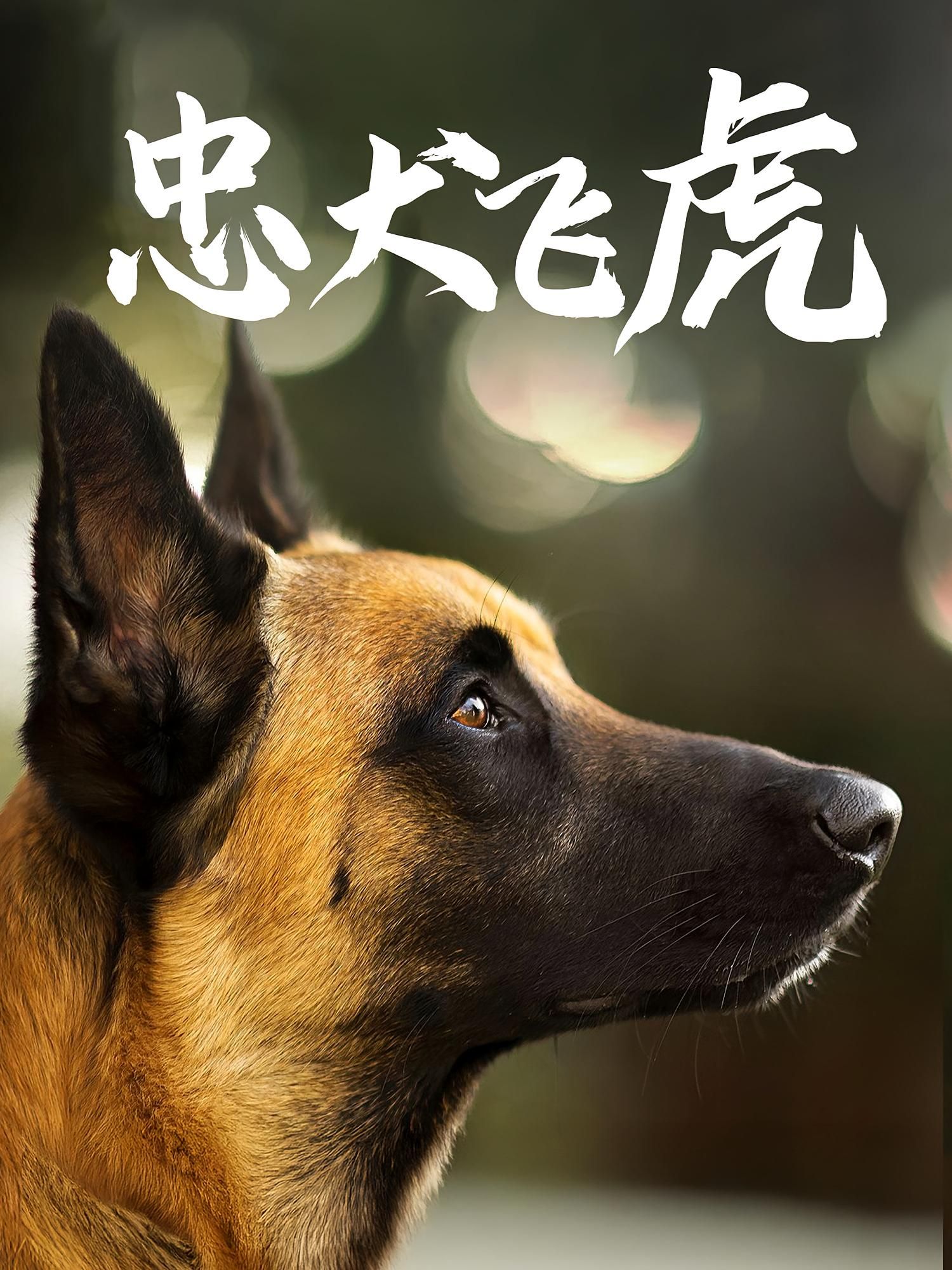短剧忠犬飞虎在线播放,超高清画质全集完整版,忠犬情催泪上演,立即观看!  第1张 短剧忠犬飞虎在线播放,超高清画质全集完整版,忠犬情催泪上演,立即观看!  第1张